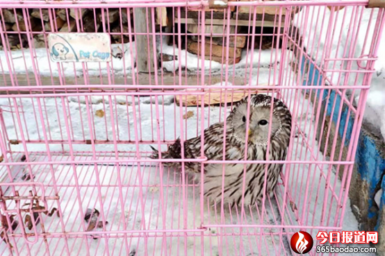 【救助野生動物】柴河分局芭砬派出所民警成功救助一只受傷貓頭鷹190.png