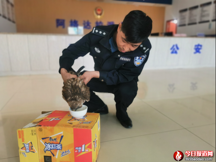 警民攜手救助國(guó)家一級(jí)重點(diǎn)保護(hù)動(dòng)物獵隼300.png