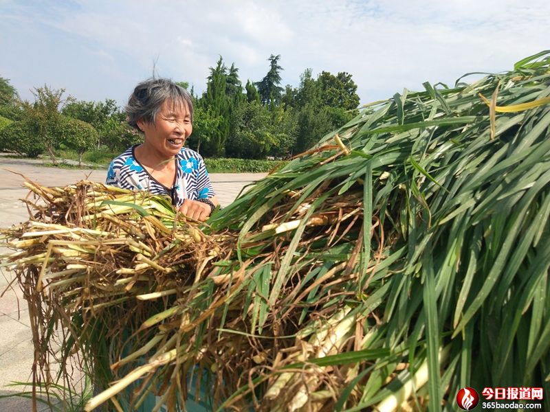 瑯琊草3.jpg