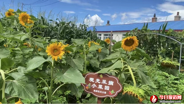 紅光鄉(xiāng)太平村新聞稿件(補充后) - 復(fù)件1868.png