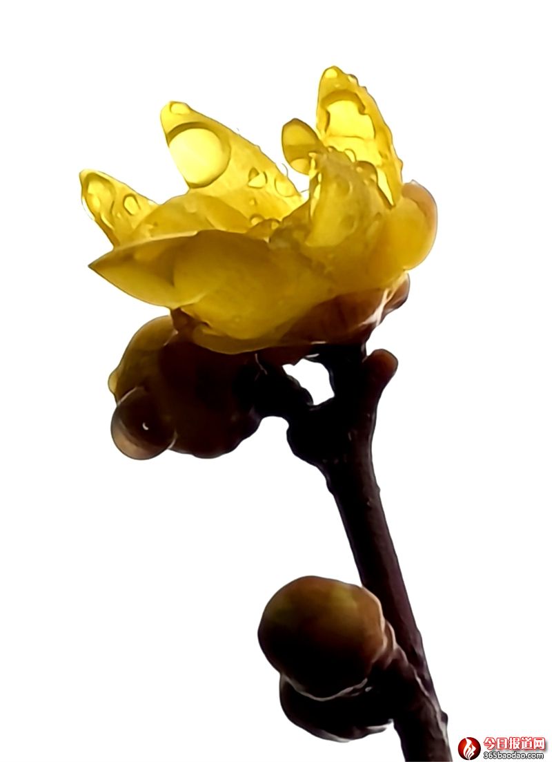 雨露滋潤花更艷2.jpg