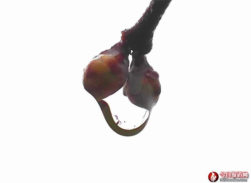雨露滋潤花更艷4.jpg