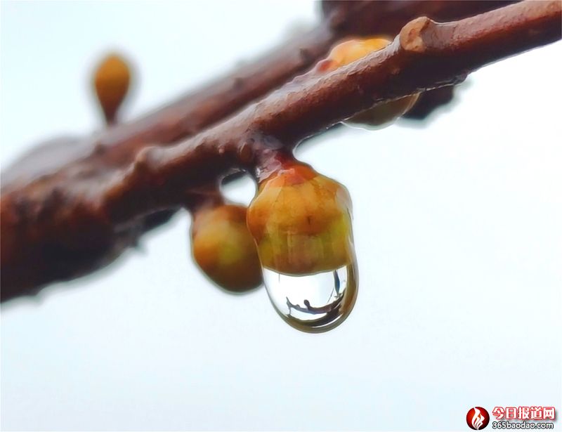 雨露滋潤花更艷1.jpg
