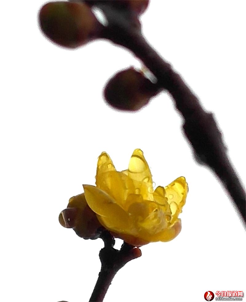 雨露滋潤花更艷5.jpg