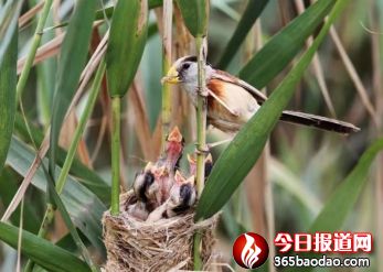 濕地王子——天津濱海北大港濕地里的守望者545_副本.jpg
